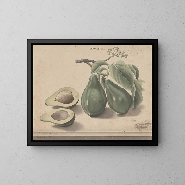 Natural History of Saint-Domingue Pl139 - René de Rabi — framed artwork on a wall