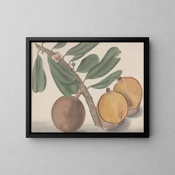 Natural History of Saint-Domingue Pl140 - René de Rabi — framed artwork on a wall