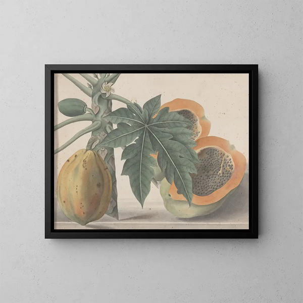 Histoire naturelle de Saint-Domingue Pl141 - René de Rabi — framed artwork on a wall
