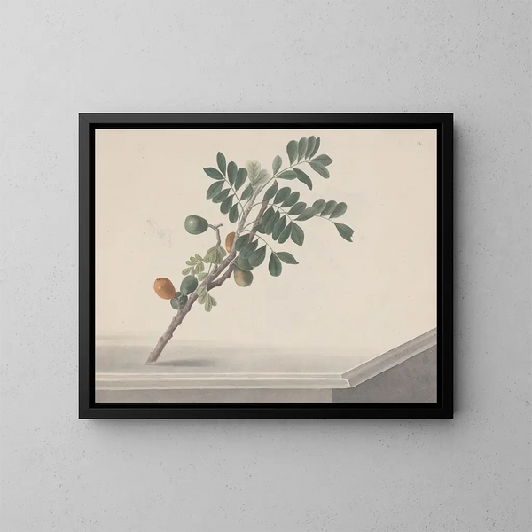 Natural History of Saint-Domingue Pl143 - René de Rabi — framed artwork on a wall