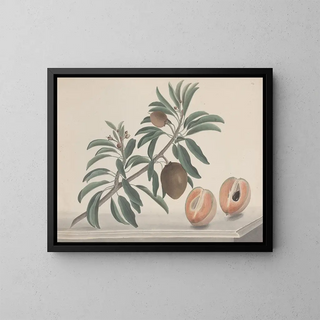 Ren de Rabi - Natural history of Saint Domingue Pl144.webp