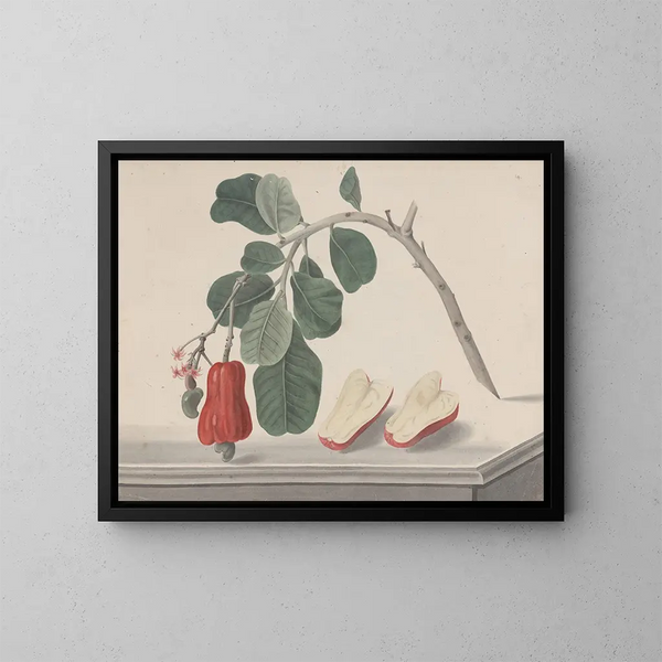 Histoire naturelle de Saint-Domingue Pl145 - René de Rabi — framed artwork on a wall