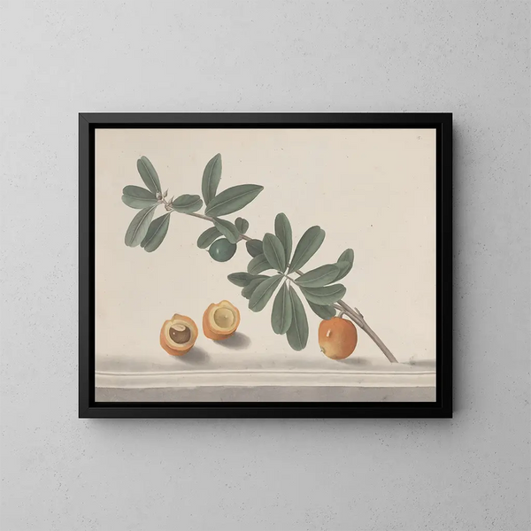 Natural History of Saint-Domingue Pl146 - René de Rabi — framed artwork on a wall