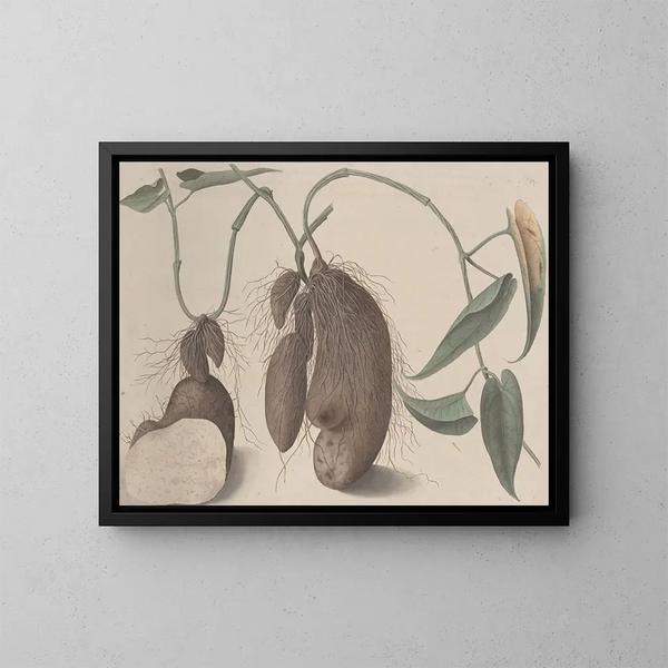 Natural History of Saint-Domingue Pl. 148 - René de Rabi — framed artwork on a wall