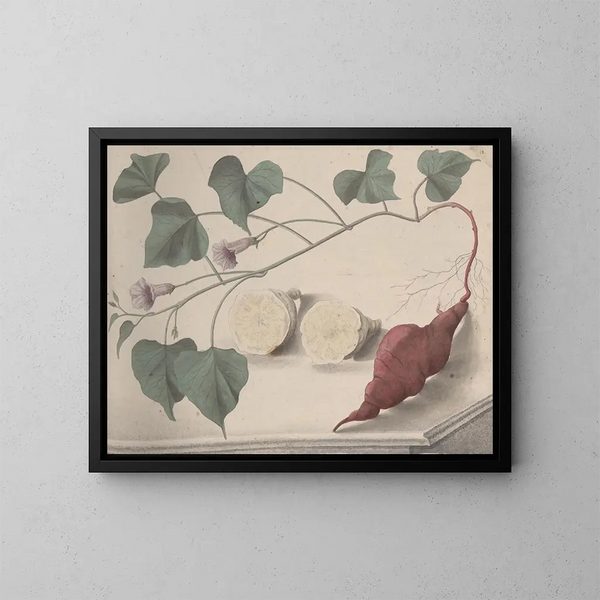 Natural History of Saint-Domingue Pl149 - René de Rabi — framed artwork on a wall