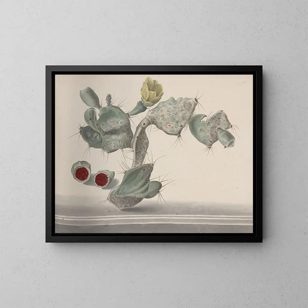 Histoire naturelle de Saint-Domingue Pl150 - René de Rabi — framed artwork on a wall