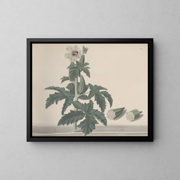 Natural History of Saint-Domingue Pl151 - René de Rabi — framed artwork on a wall