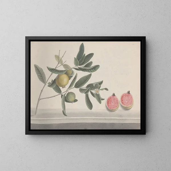 Histoire naturelle de Saint-Domingue Pl152 - René de Rabi — framed artwork on a wall
