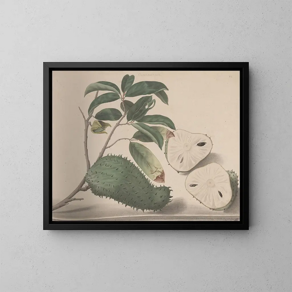 Natural History of Saint-Domingue Pl154 - René de Rabi — framed artwork on a wall
