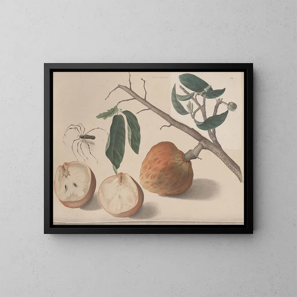 Natural History of Saint-Domingue Pl155 - René de Rabi — framed artwork on a wall