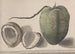 Historia natural de Saint-Domingue Pl157 - René de Rabi — vista de la obra