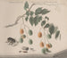 Natural History of Saint-Domingue Pl158 - René de Rabi — artwork view