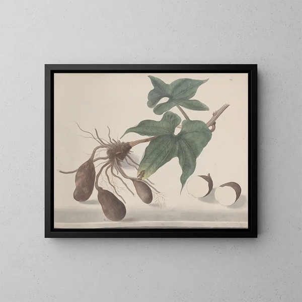 Natural History of Saint-Domingue Pl160 - René de Rabi — framed artwork on a wall