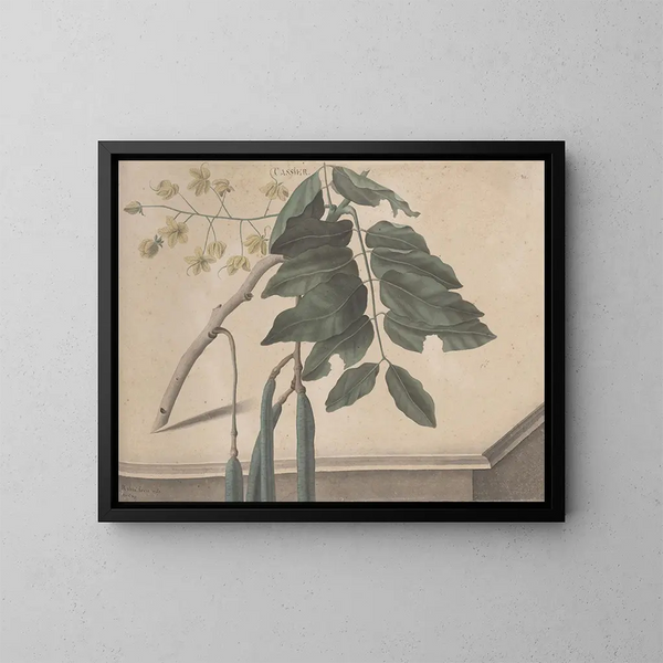 Natural History of Saint-Domingue Pl162 - René de Rabi — framed artwork on a wall