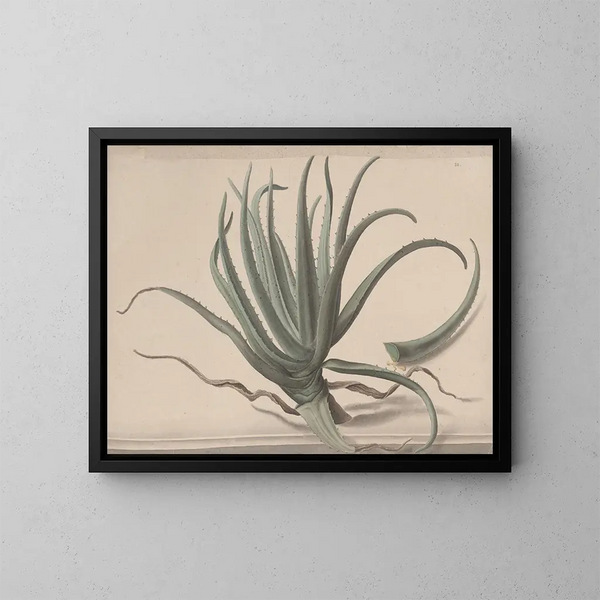 Natural History of Saint-Domingue Pl. 163 - René de Rabi — framed artwork on a wall