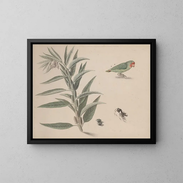 Natural History of Saint-Domingue Pl164 - René de Rabi — framed artwork on a wall