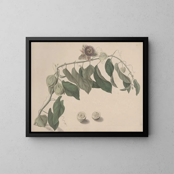 Natural History of Saint-Domingue Pl165 - René de Rabi — framed artwork on a wall