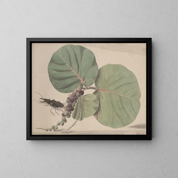 Natural History of Saint-Domingue Pl166 - René de Rabi — framed artwork on a wall