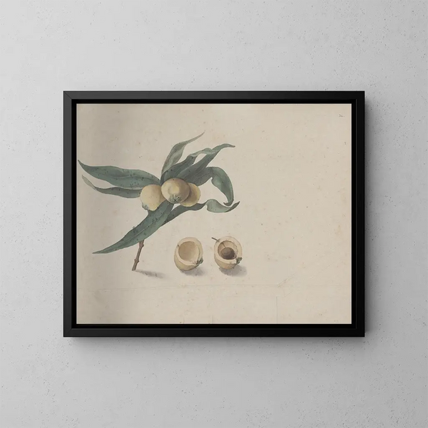 Natural History of Saint-Domingue Pl167 - René de Rabi — framed artwork on a wall
