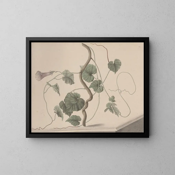 Histoire naturelle de Saint-Domingue Pl168 - René de Rabi — framed artwork on a wall