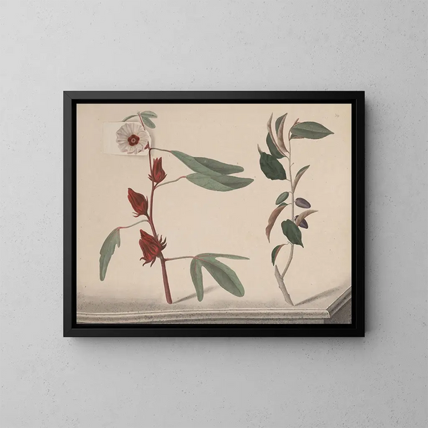 Natural History of Saint-Domingue Pl170 - René de Rabi — framed artwork on a wall