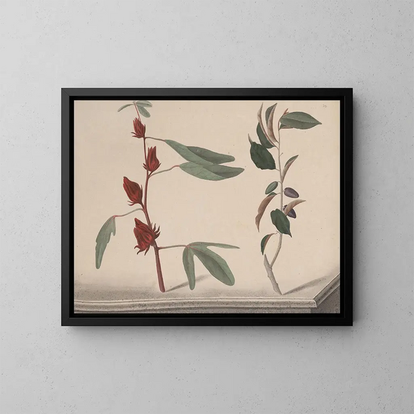 Natural History of Saint-Domingue Pl171 - René de Rabi — framed artwork on a wall
