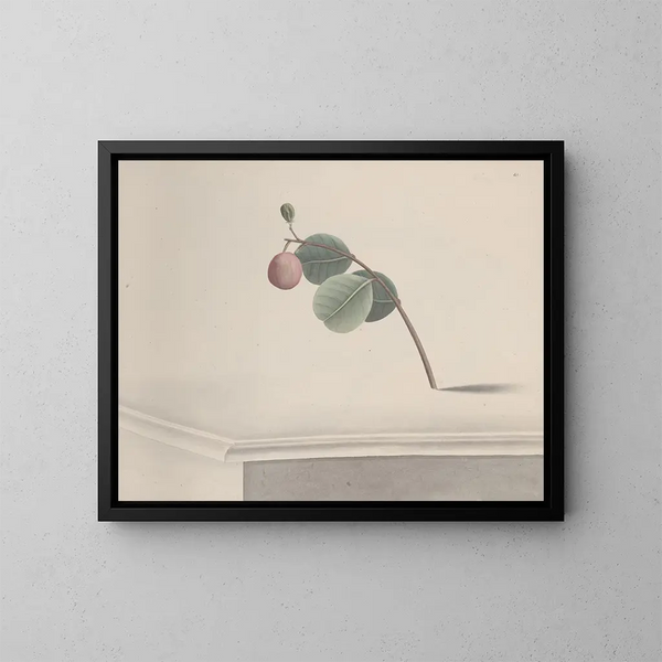 Natural History of Saint-Domingue Pl173 - René de Rabi — framed artwork on a wall