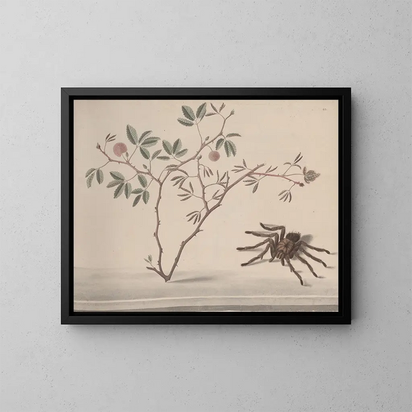 Natural History of Saint-Domingue Pl175 - René de Rabi — framed artwork on a wall