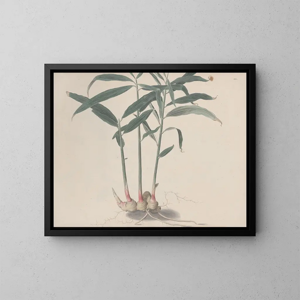 Natural History of Saint-Domingue Pl176 - René de Rabi — framed artwork on a wall