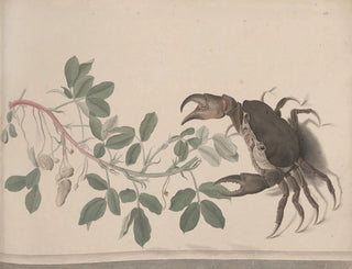 Ren de Rabi - Natural history of Saint Domingue Pl177.webp