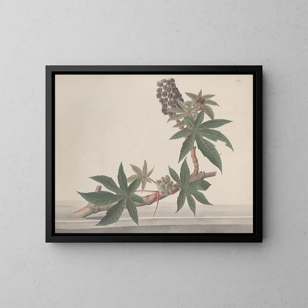 Natural History of Saint-Domingue Pl178 - René de Rabi — framed artwork on a wall