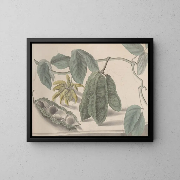 Natural History of Saint-Domingue Pl179 - René de Rabi — framed artwork on a wall