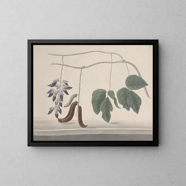 Natural History of Saint-Domingue Pl180 - René de Rabi — framed artwork on a wall