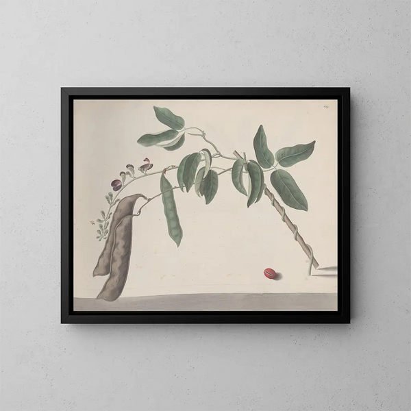 Natural History of Saint-Domingue Pl181 - René de Rabi — framed artwork on a wall