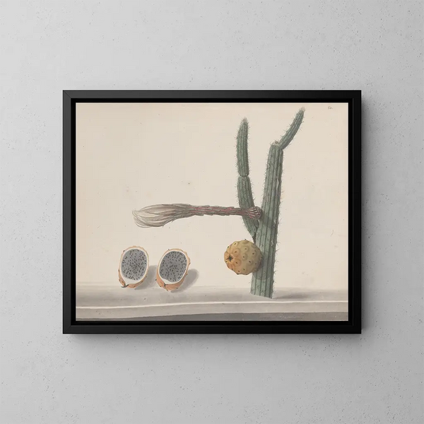 Histoire naturelle de Saint-Domingue Pl182 - René de Rabi — framed artwork on a wall
