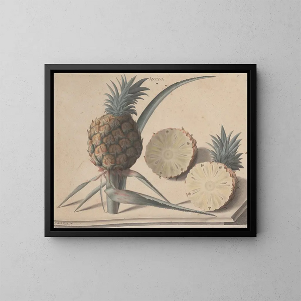 Natural History of Saint-Domingue Pl. 183 - René de Rabi — framed artwork on a wall