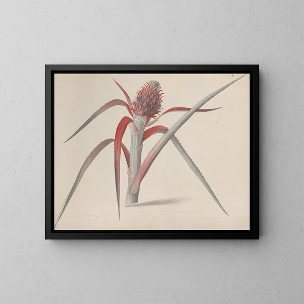 Natural History of Saint-Domingue Pl184 - René de Rabi — framed artwork on a wall