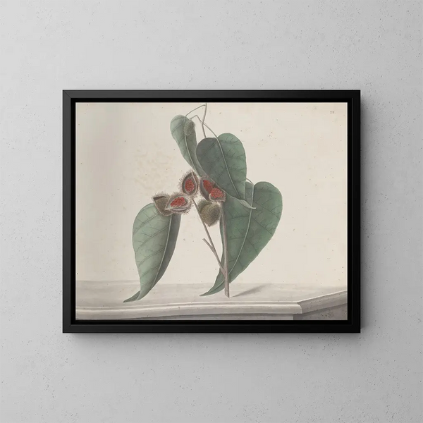 Natural History of Saint-Domingue Pl187 - René de Rabi — framed artwork on a wall