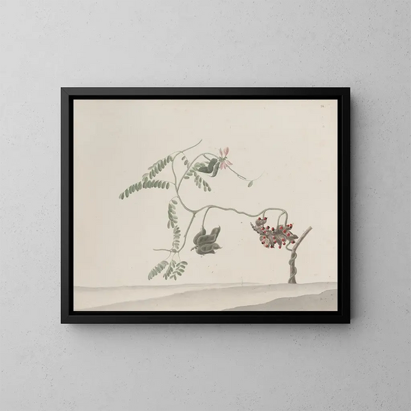 Histoire naturelle de Saint-Domingue Pl188 - René de Rabi — framed artwork on a wall