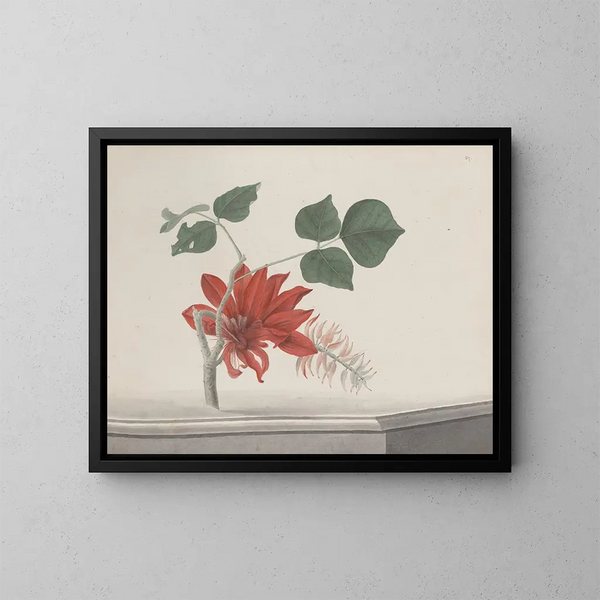 Natural History of Saint-Domingue Pl189 - René de Rabi — framed artwork on a wall