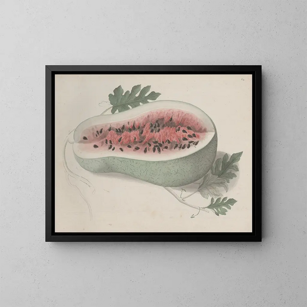 Natural History of Saint-Domingue Pl190 - René de Rabi — framed artwork on a wall