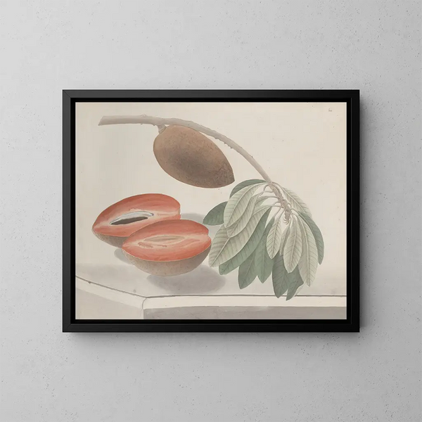 Natural History of Saint-Domingue Pl191 - René de Rabi — framed artwork on a wall