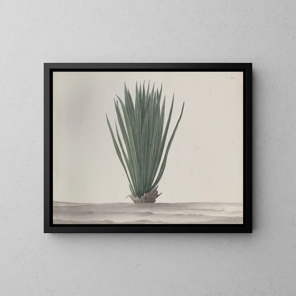 Natural History of Saint-Domingue Pl192 - René de Rabi — framed artwork on a wall