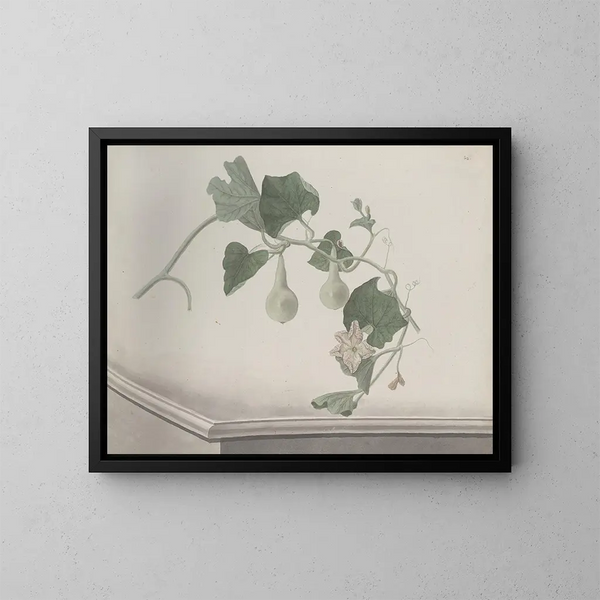 Natural History of Saint-Domingue Pl193 - René de Rabi — framed artwork on a wall