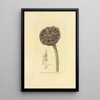 Richard Duppa - Capsula of the Tamara with ripe seeds.webp