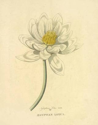 Richard Duppa - Egyptian Lotus.webp