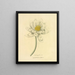 Lotus egipcio - Richard Duppa — cuadro enmarcado en la pared