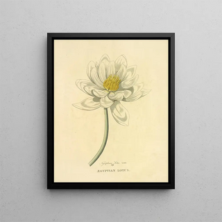 Richard Duppa - Egyptian Lotus.webp