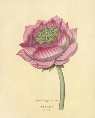 Richard Duppa - Tamara of India.webp