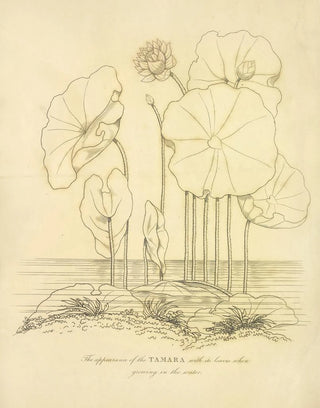 Richard Duppa - The appearance of the Tamara.webp